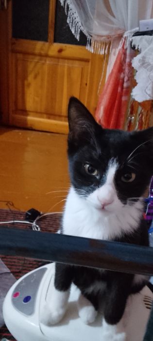 Мушиклар хадияга