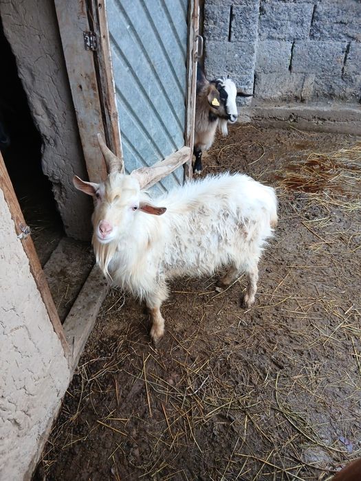 Қошқар теке ешкі.