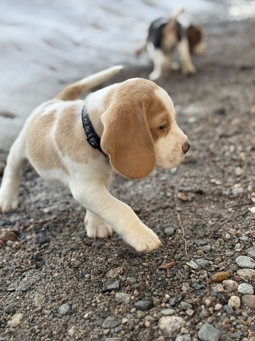 Бигль щенки, с отличной родословной