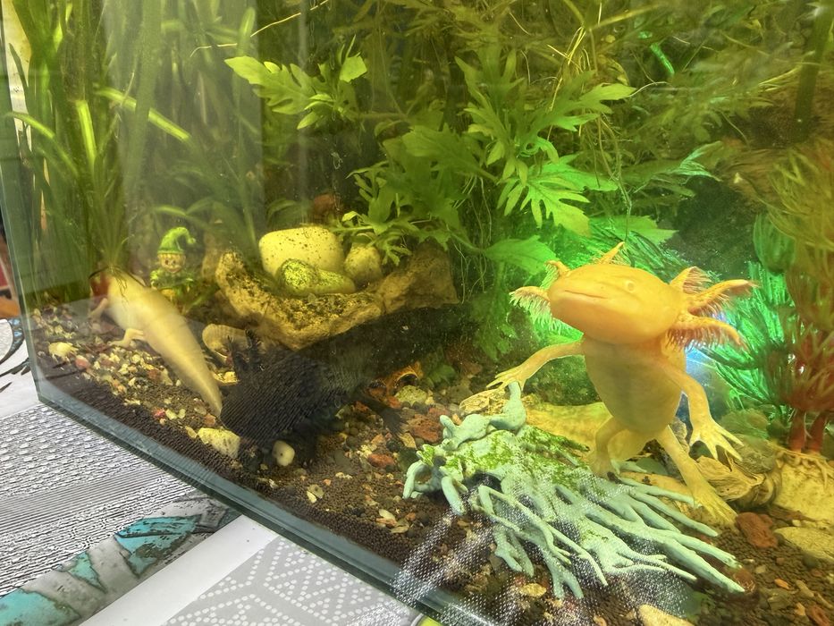 Аксолотль редкий окрас