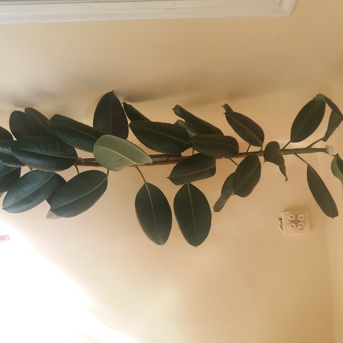 Ficus 2.5 m inaltime, are varful taiat