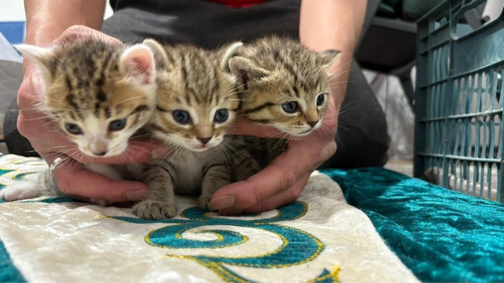 Продам тигристых кошек