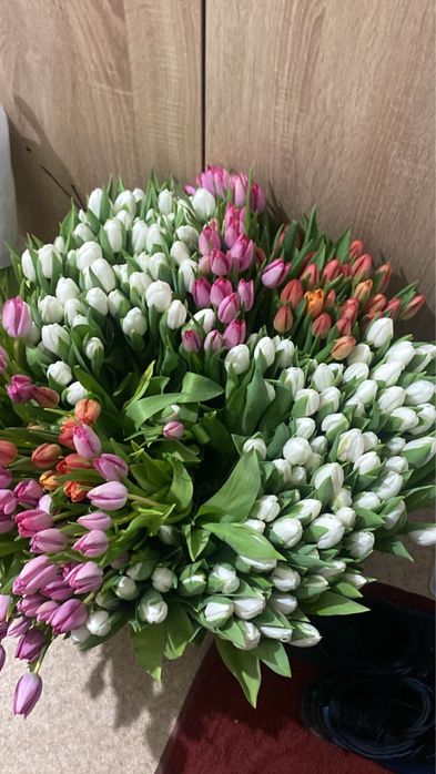 Тюльпаны ОПТОМ