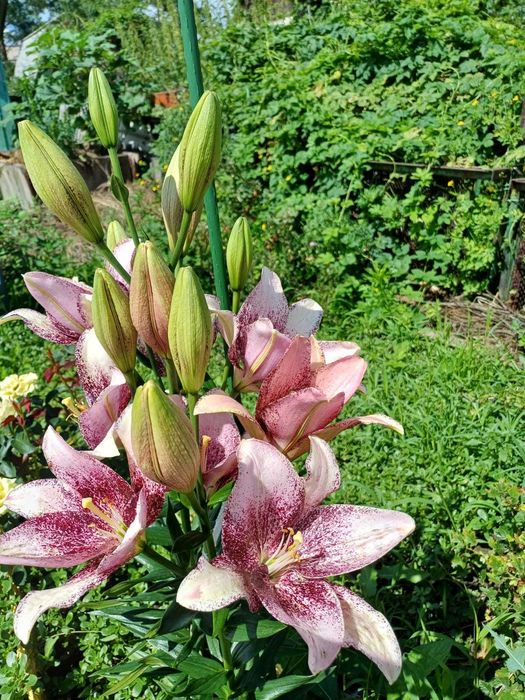 Дача 6 соток, с/т Дружба-1