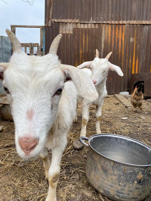 Ешкі және лақтар теке бар