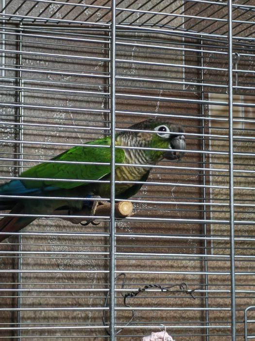 Vând pereche adulta papagali Pyrrhura Molinae