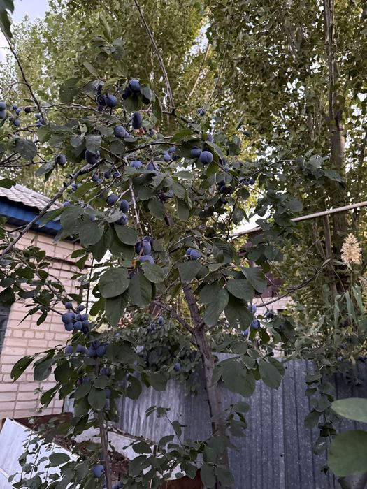 Терно слива кг 400тг