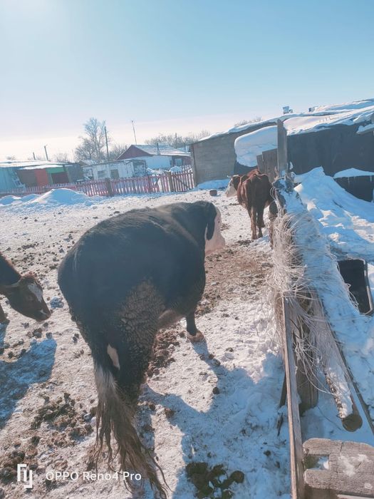 Продаётся бычок / бұқа сатылады