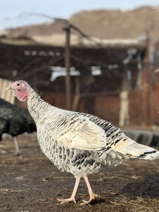 Продам индюков