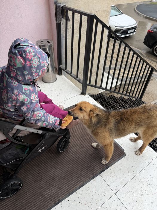 Отдам в хорошие руки Алматы