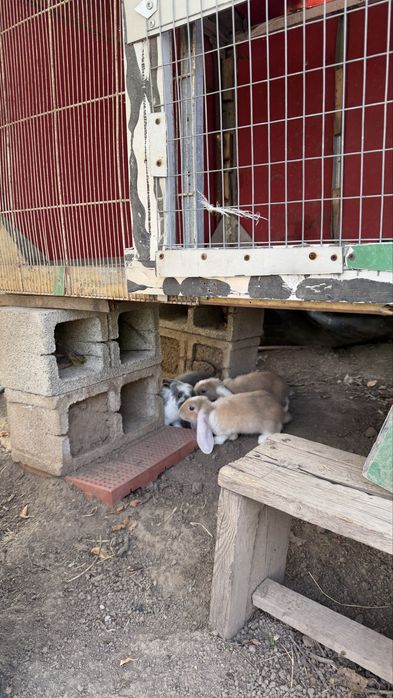 Продам кроликов Французский баран