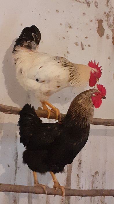 Қораз,таза үй қоразы