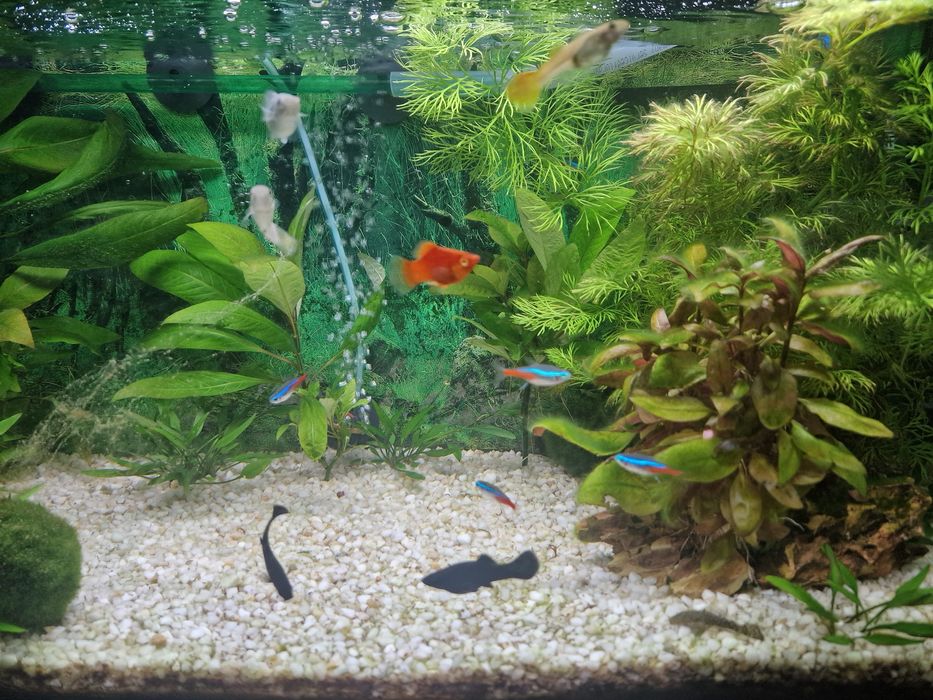 Vand acvariu 50 litri Aquatlantis