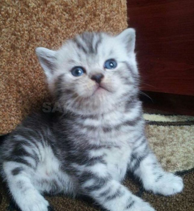 Чистокровные котята