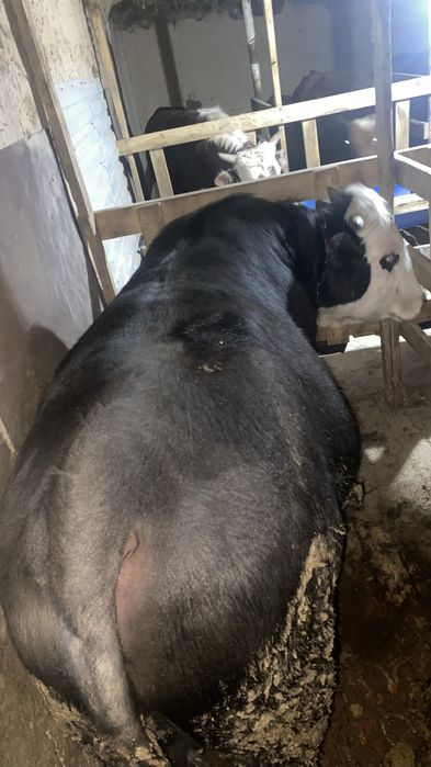 откорм бұқалар жақсы бағада