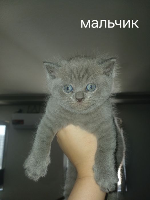Срочно котята ищут новый дом
