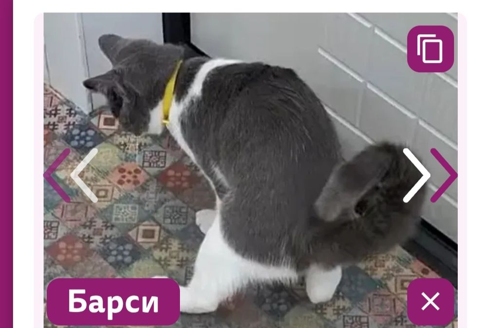 Потерялась  кошка