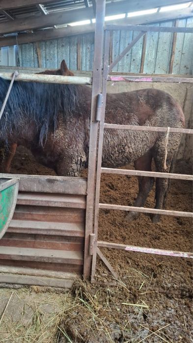 Ат-жылкы сатылады