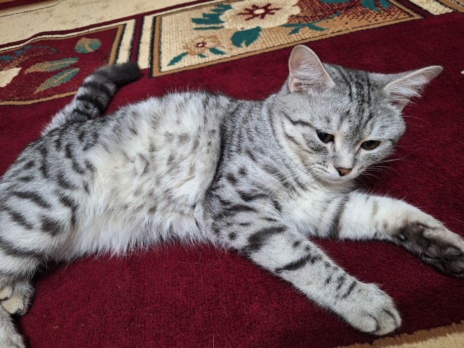 Прямоухии шотлан код.Вязка