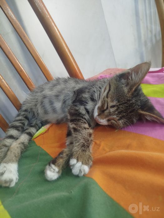 Отдам спокойного и ласкового котёнка в заботливые руки
