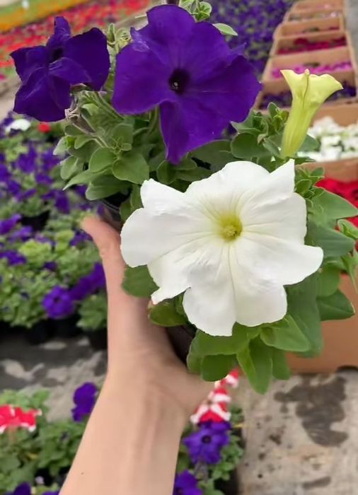 В наличии цветы петуния