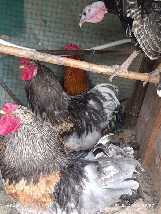 2 ta brama 1 ta oddiy xöroz