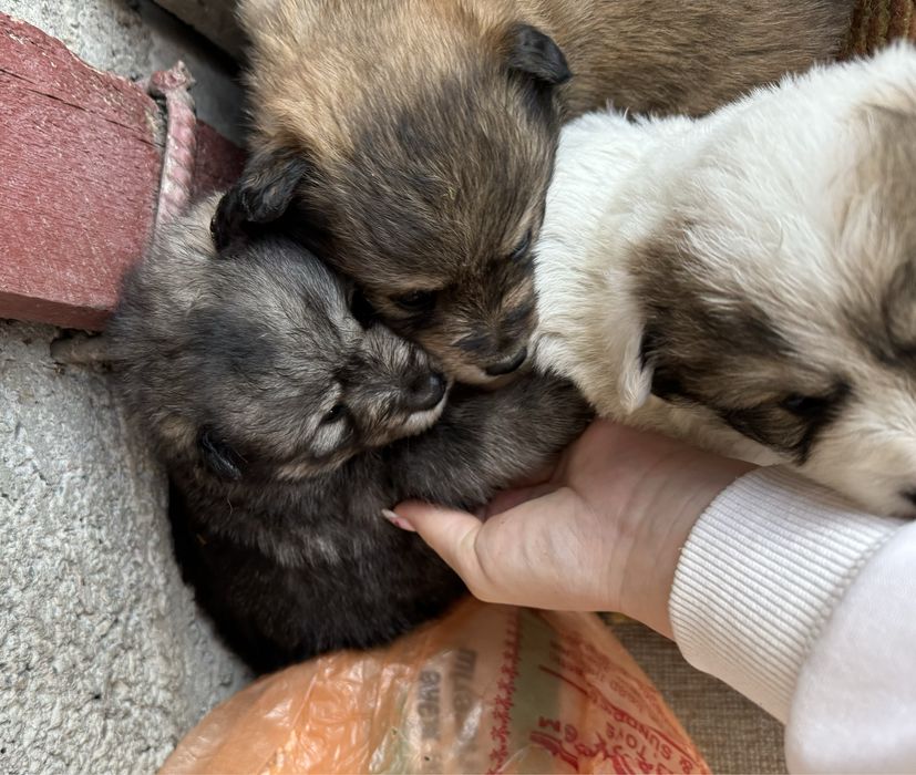 Срочно отдам Щенков