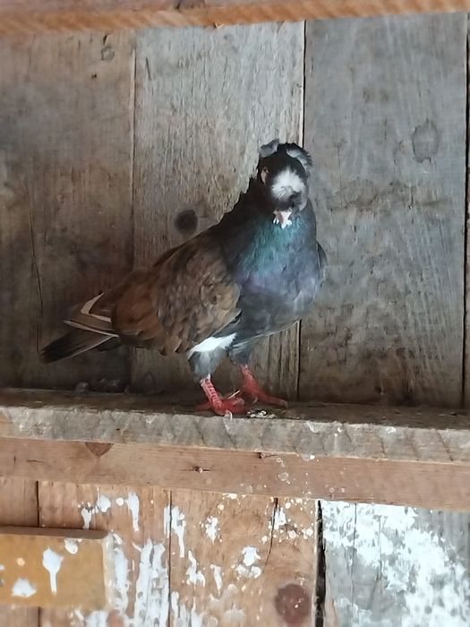 Vând mascul jucator