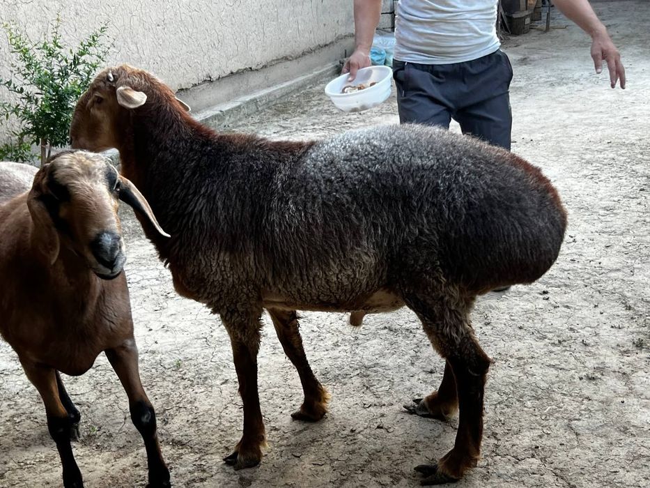 Кон чткариш ва бошка маросимлар учун кириз куелари