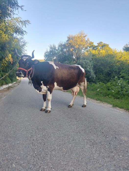 Vacă bălțată românească