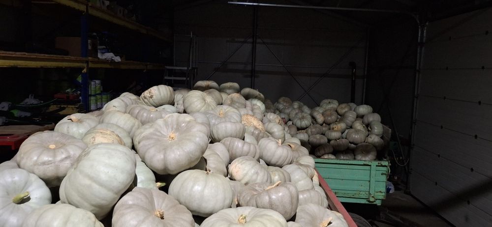 Dovleac pentru copt placinte