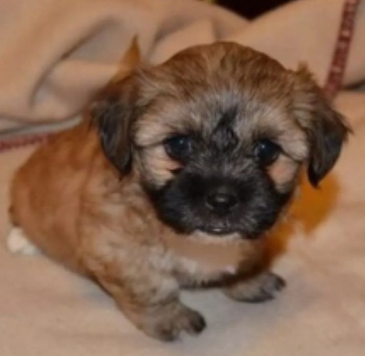 Bichon Havanez cu pedigree