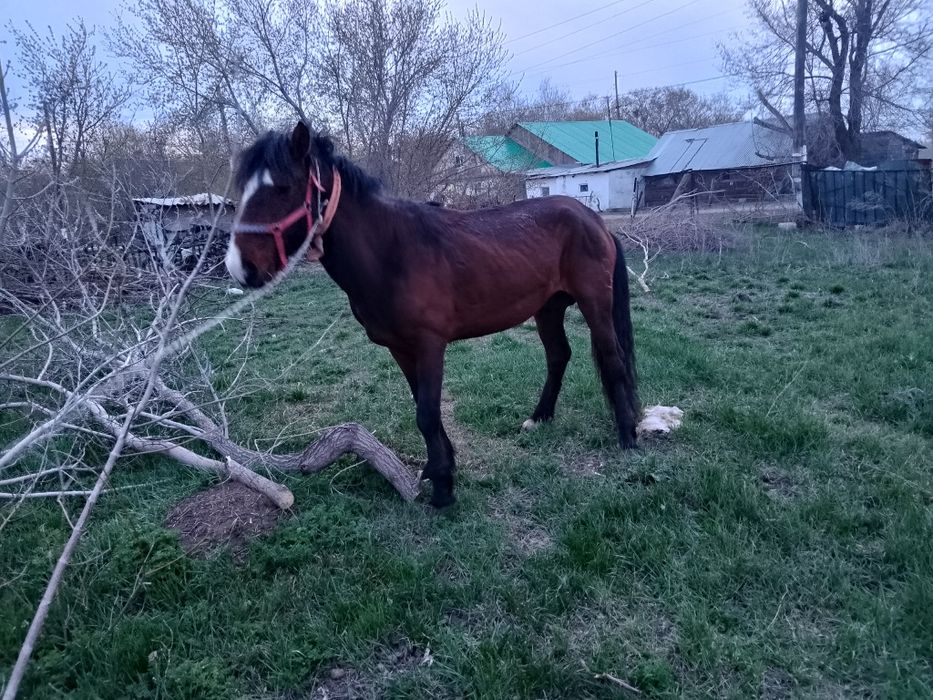 Айғыр сатылады..