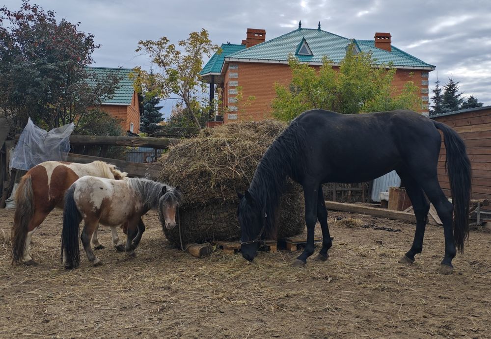 Продам пони аппалуза