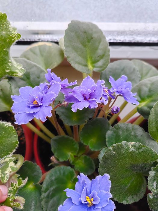 Фиалки комнатные