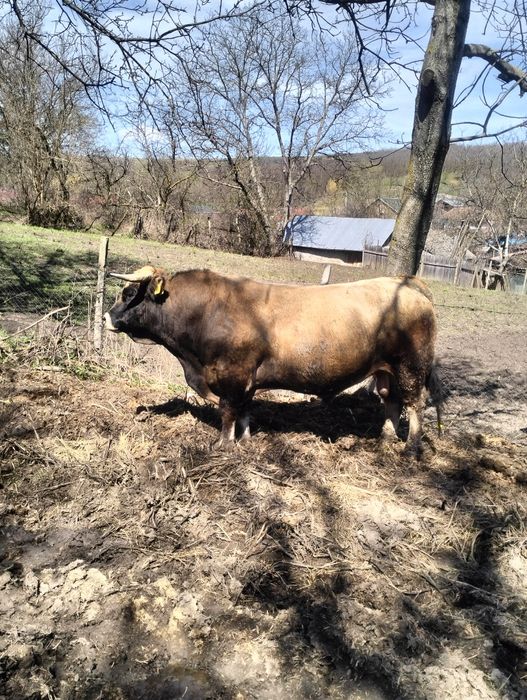 Taur Aubrac de vânzare