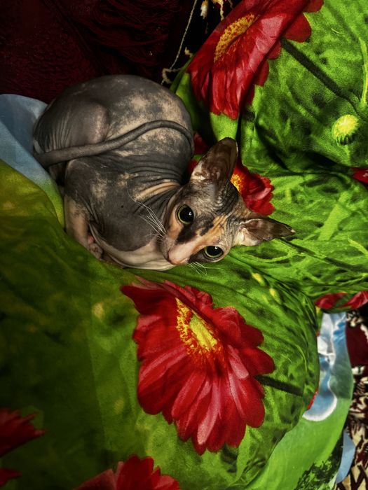 Ищем кота на вязку,жениха)