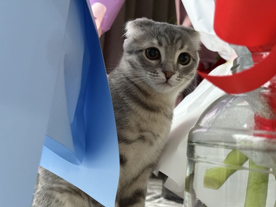 Вислоухий котенок