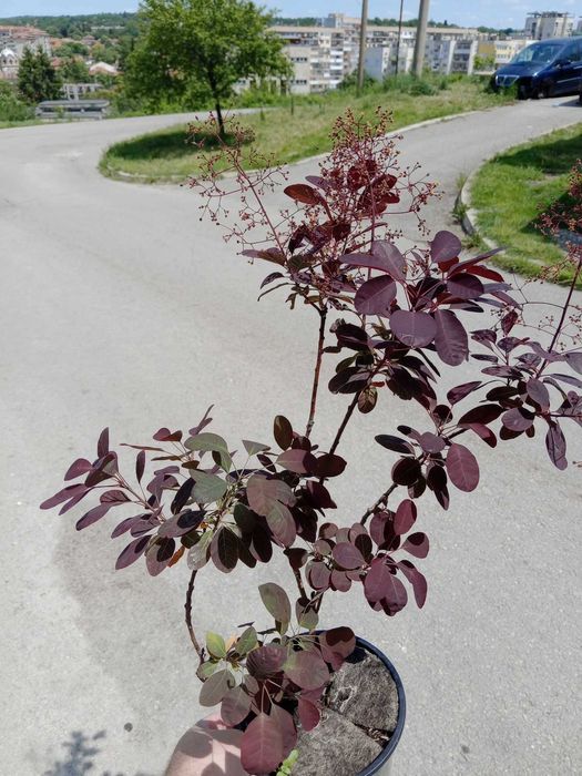 Червена смрадлика – Cotinus coggygria ‘Royal Purple’