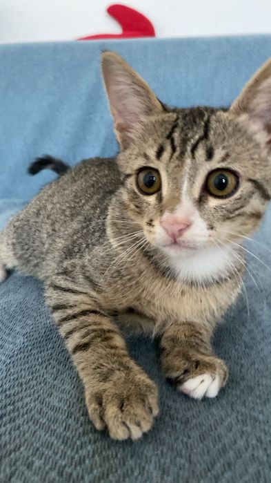 Отдам котят хорошие руки