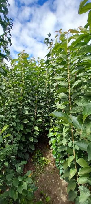 Pomi fructiferi producător