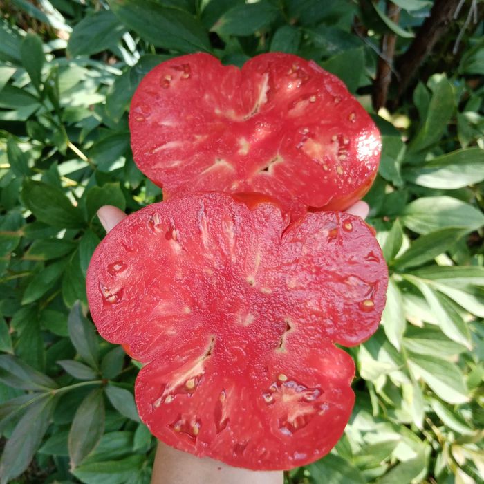 Vand Seminte bio de legume traditionale