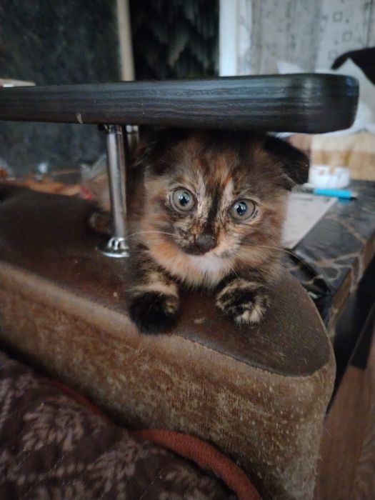 Котята в добрые руки!
