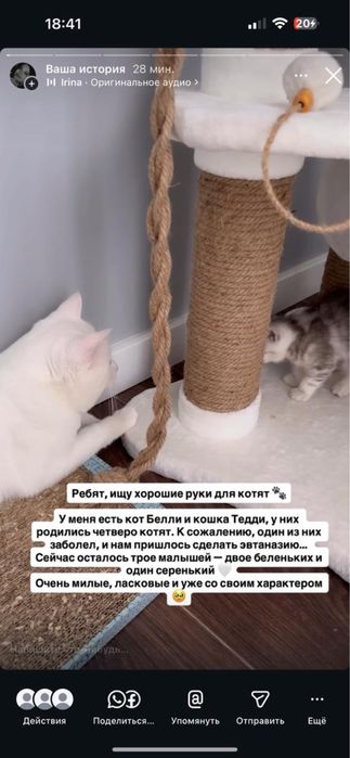 Продам котят, мама бесплатно