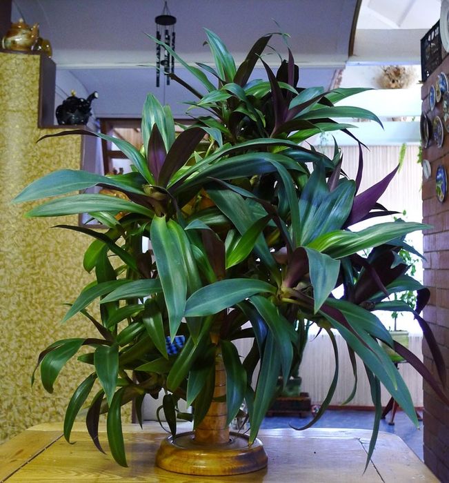 Фикусы, денежное дерево, хлорофитум, роза, сансевьера, герань, доллар