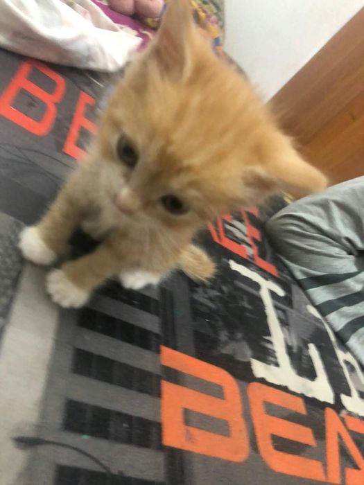 котята милые даром