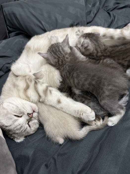 Продаются шотландские котята