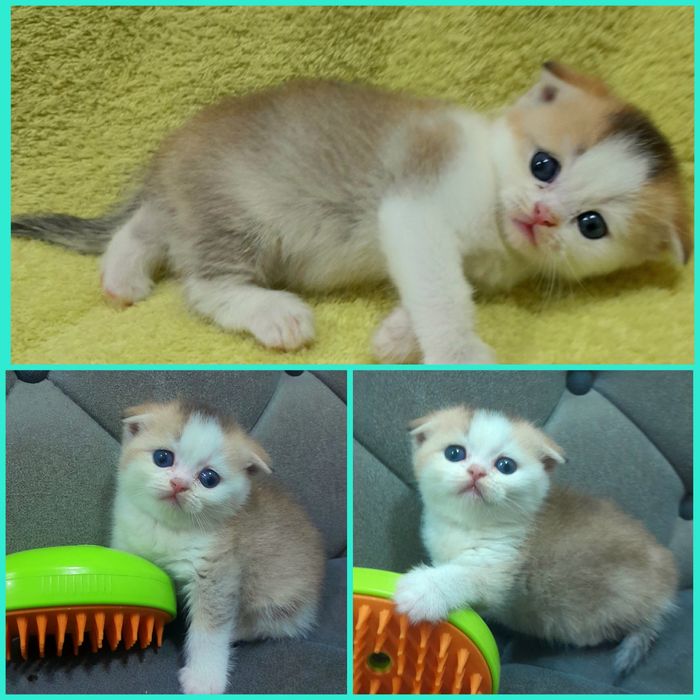 Продаётся шикарный котёнок, шиншилла..