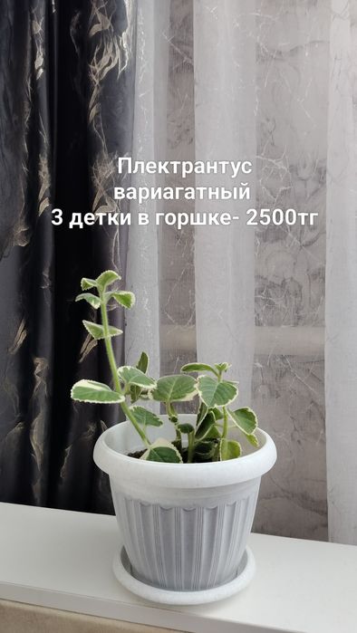 Комнатные цветы разные