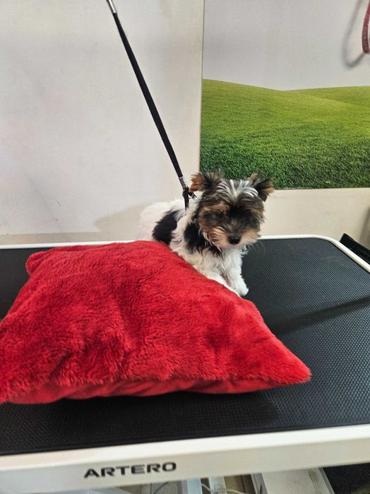 Йоркширски териер-бивер